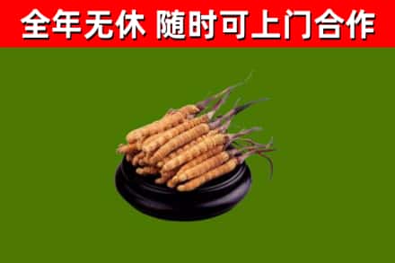 索县烟酒回收冬虫夏草.jpg
