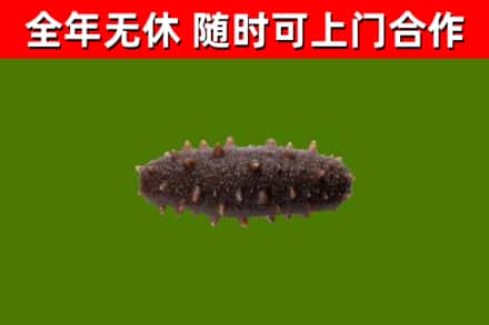 索县烟酒回收干海参.jpg